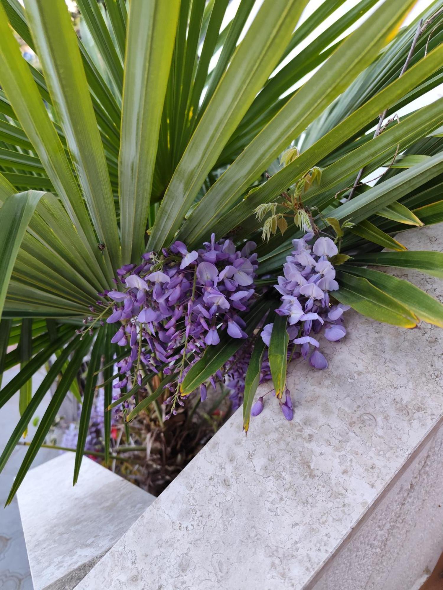 Apartments Poretti For 2,In Center Parking Free In The Yard,6 Min Beach Walk Rovinj Eksteriør billede